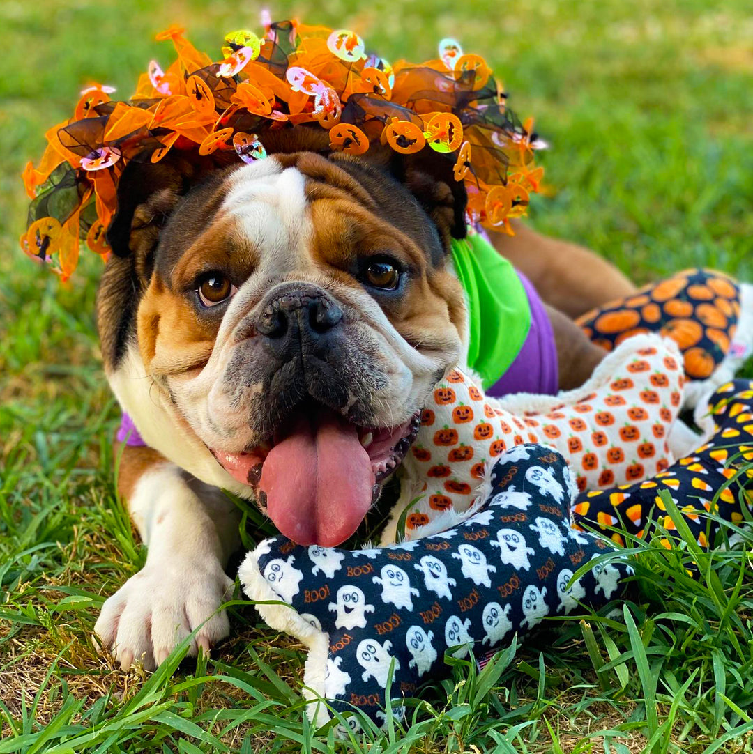 How to Keep Your Pup Safe During Halloween