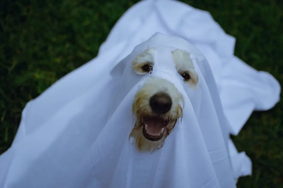 Learn how to keep your dog safe this Halloween