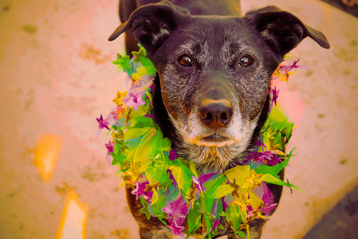 Easter Dog Smoocher