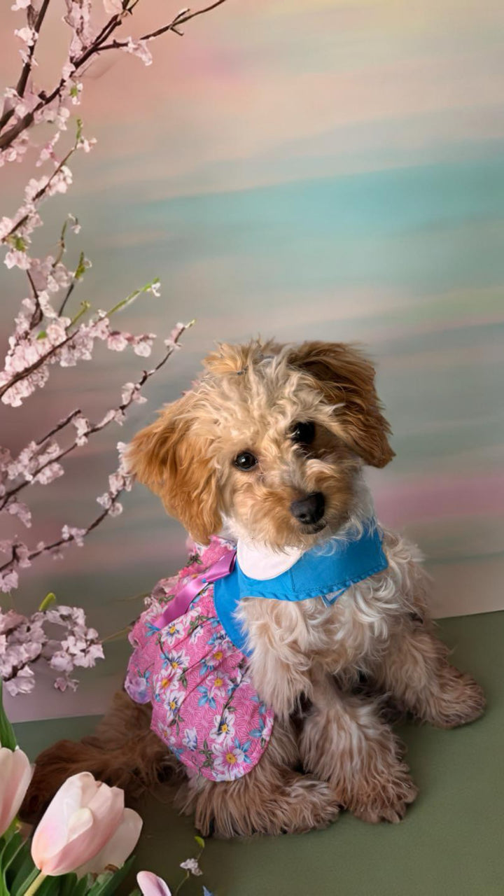 Pink and Blue Plumeria Floral Dog Dress