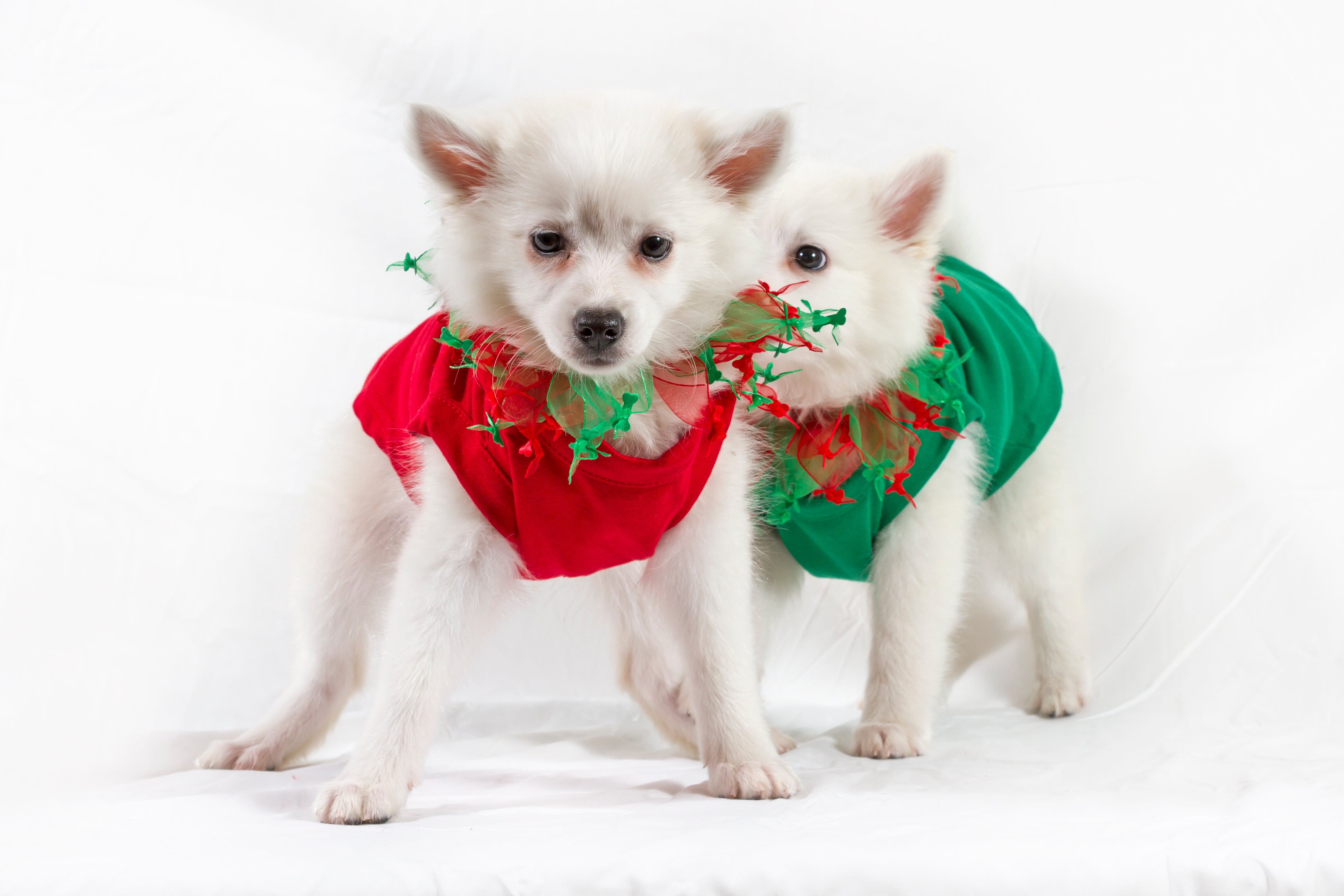 Christmas Smoocher - My Best Friend Furever