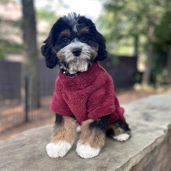 Ultra-Soft Plush Dog Pullover - Comfy & Cute Pet Sweater for All Sizes