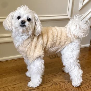 Ultra-Soft Plush Dog Pullover - Comfy & Cute Pet Sweater for All Sizes